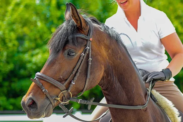 Paseos a Caballo
